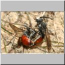 Sphecodes albilabris - Blutbiene 01e 12-13mm Paarung.jpg
